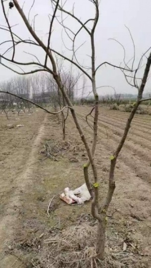 出售五年大红石榴树