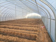 随官屯春秋大棚出租